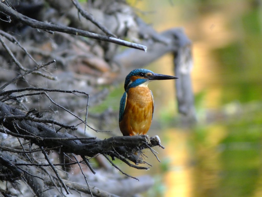 eisvogel, kingfisher