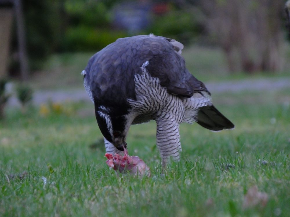 Habicht, Goshawk